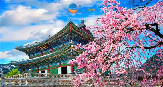 Tour Du Lịch Hàn Quốc Ngắm Hoa Anh Đào 2024